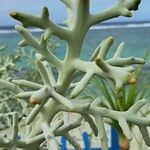 Euphorbia stenoclada List