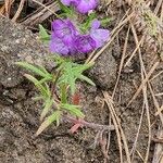 Phacelia linearis 葉