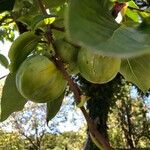 Diospyros virginiana Fruto