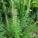 Liatris pycnostachya ᱥᱟᱠᱟᱢ