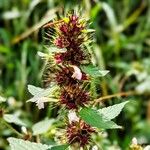 Galeopsis tetrahit Flower