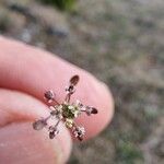 Hornungia petraea Λουλούδι