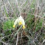 Primula veris Λουλούδι