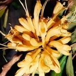 Oxera gmelinoides फूल