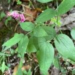 Lathyrus venetus Blad