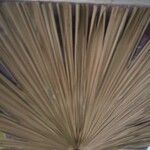 Washingtonia filifera 葉