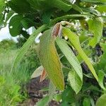 Combretum molle Leaf