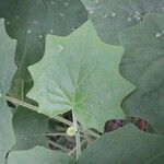 Roldana petasitis Leaf