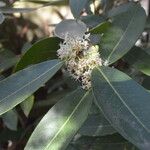 Osmanthus decorus Blatt