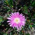 Carpobrotus acinaciformisКветка