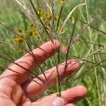 Bothriochloa bladhii Çiçek