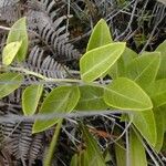 Parsonsia flexuosa Plante entière