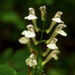 Scutellaria serrata Λουλούδι