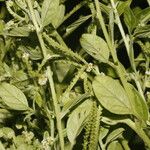 Heliotropium procumbens Habit
