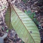 Chrysophyllum eximium Leaf