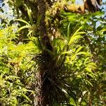 Eria rostriflora Casca