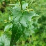 Atriplex sagittata Yaprak