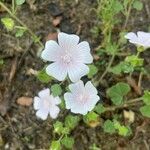 Malva hispanica Blomma