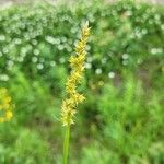 Carex vulpinoidea Hoja