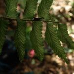 Asplenium macrophlebium Hoja