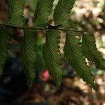 Asplenium macrophlebium ഇല