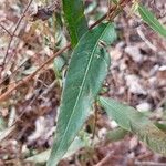 Polygonum punctatum 葉