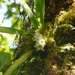 Angraecum bracteosum Fleur