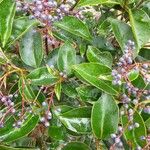 Ligustrum lucidum Blatt