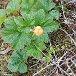 Rubus chamaemorus Плод