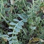 Astragalus incanus Leaf