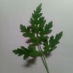 Parthenium hysterophorusBlatt