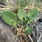 Urospermum picroides Leaf