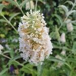 Buddleja davidii花