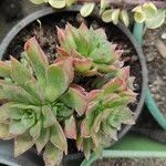 Aeonium leucoblepharum 葉