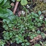 Cardamine flexuosa Vekstform