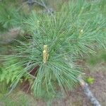 Pinus strobus Blad