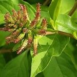 Plumbago europaea Цветок