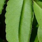 Bryophyllum proliferum Levél