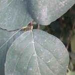 Symphoricarpos albus 葉