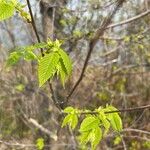 Ulmus rubra Leaf