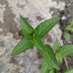 Veronica americana ഇല