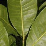 Anacardium excelsum Кора