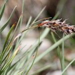 Luzula spicata ഫലം