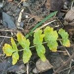 Berula erecta Leaf