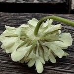 Scabiosa ochroleuca 花