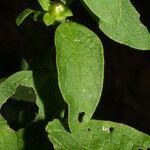 Dasistoma macrophylla Leaf