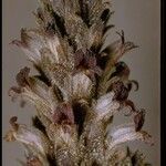 Orobanche cooperi عادت داشتن