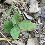 Desmodium intortum Frunză