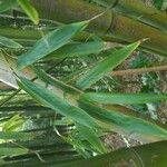 Phyllostachys sulphurea Hoja