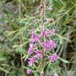 Epilobium angustifoliumKwiat